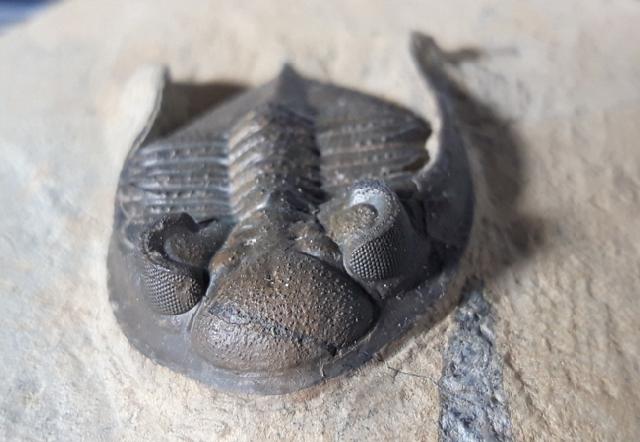 Odontochile hausmanni BRONGNIART 1822 - Bild © FossNet FossilienStore